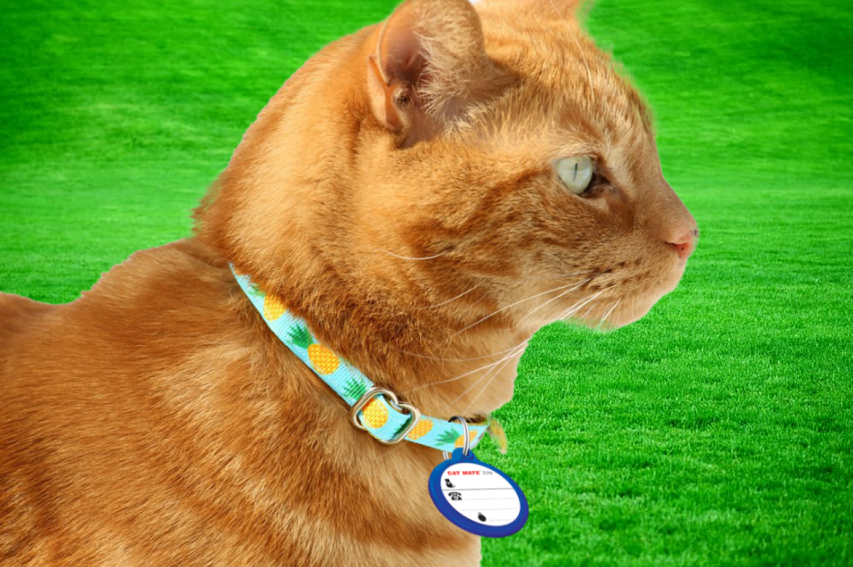 Cat Mate Collar Worn Pet ID Disc