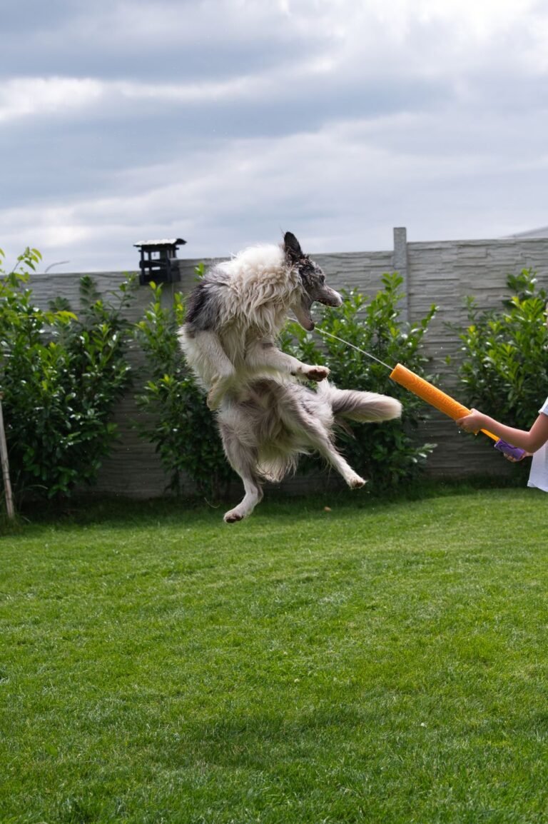 A border collie leaping joyfully across a grassy backyard