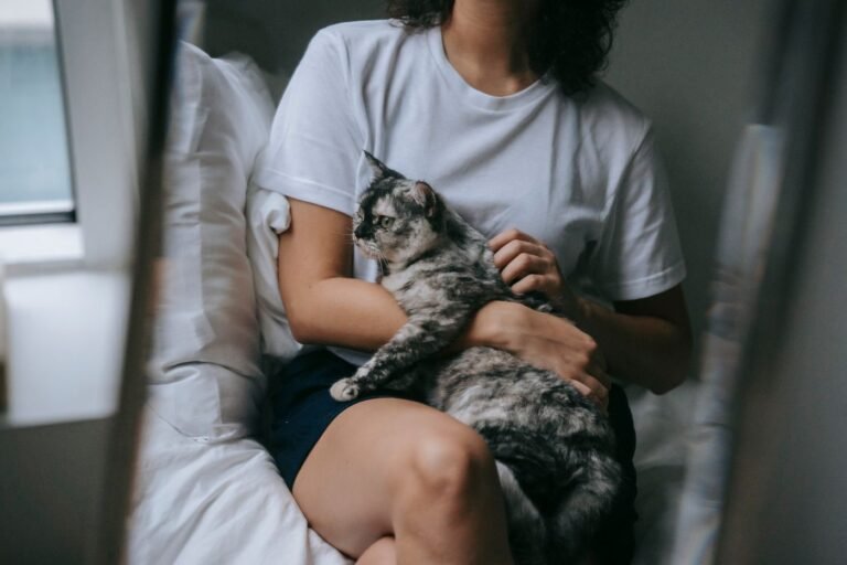 A cat asleep on its owner's lap being stroked