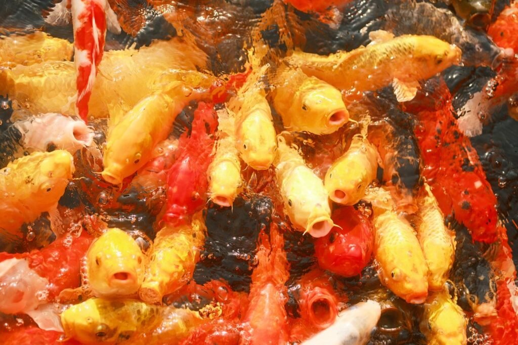 Brightly colored koi swimming in a garden pond