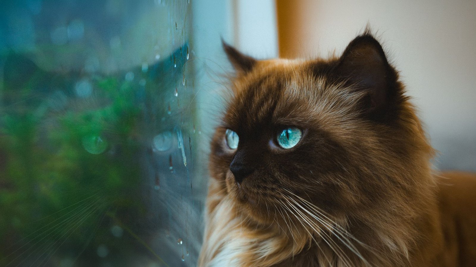 A siamese cat watching the rain from a window