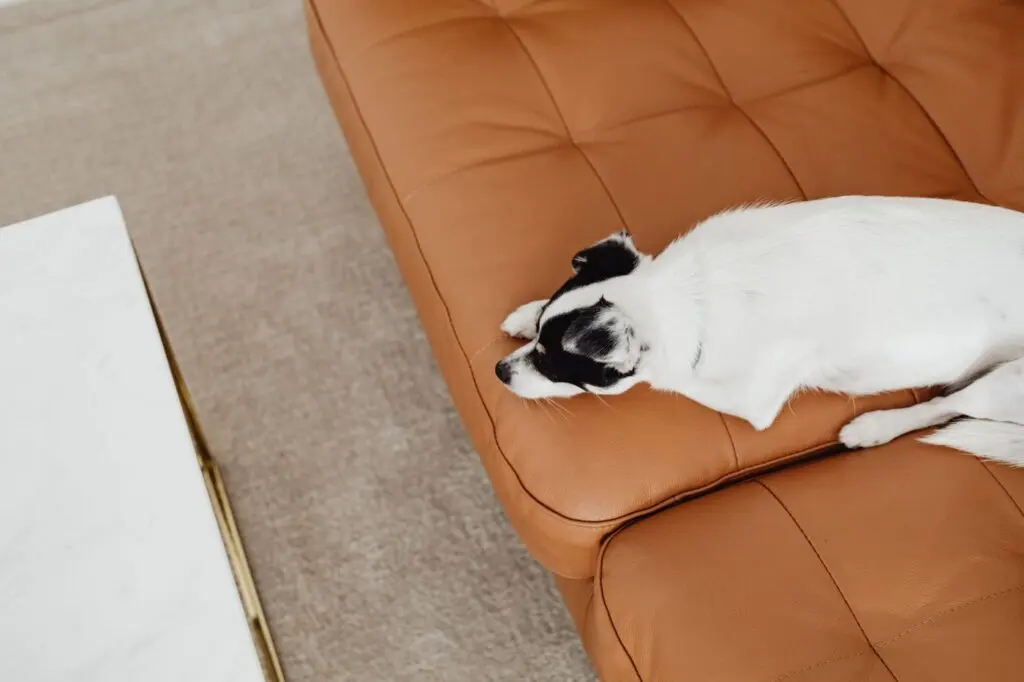 Dog resting on a leather sofa in a modern living room