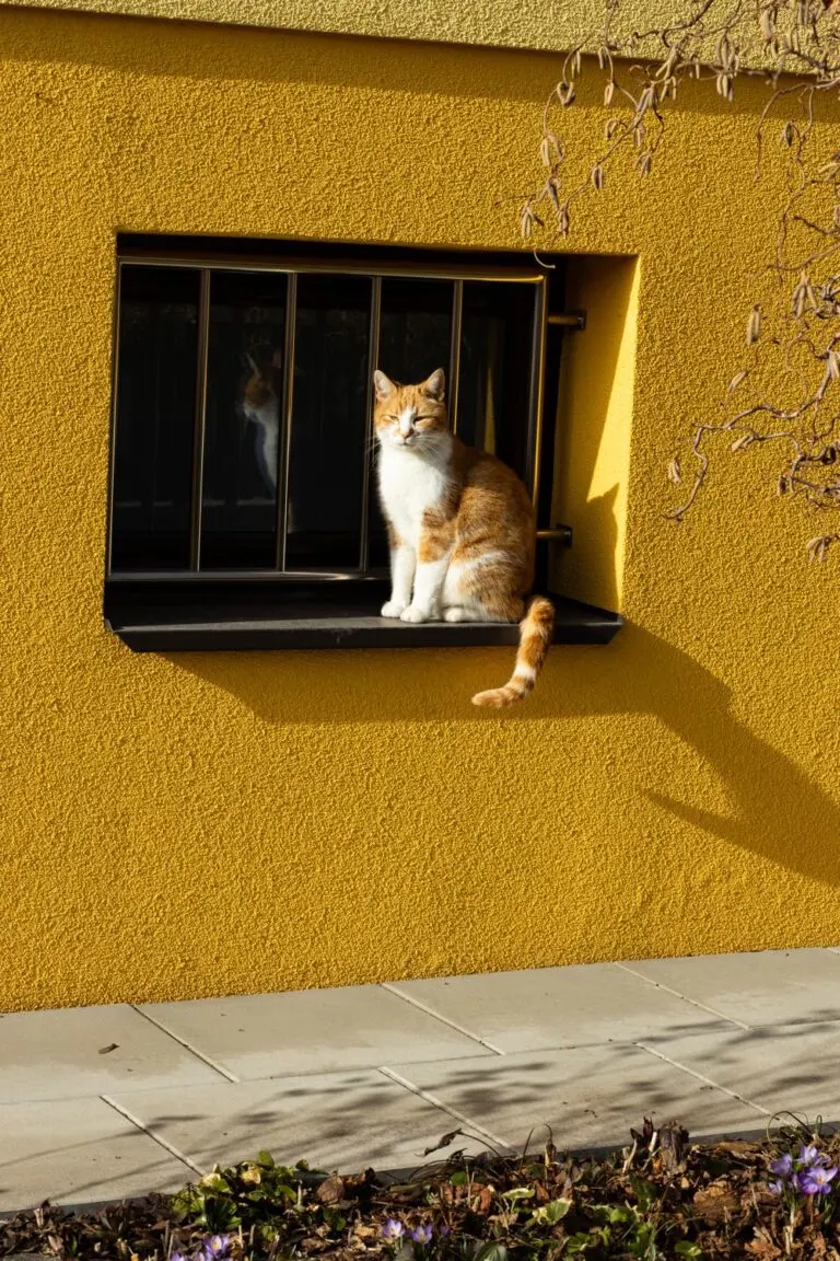 Ginger cat on a sunny window ledge against a bright yellow wall