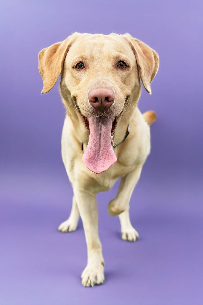 Smiling labrador with its tongue out against a colorful backdrop