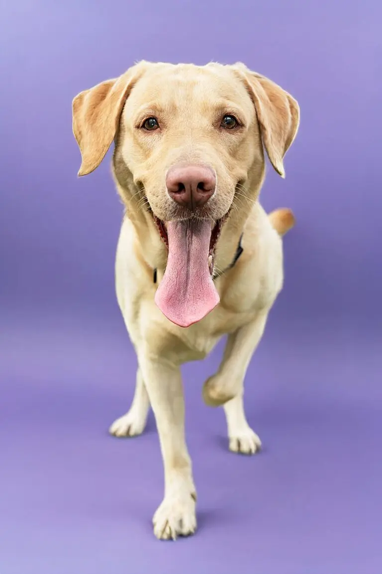 Smiling labrador with its tongue out against a colorful backdrop