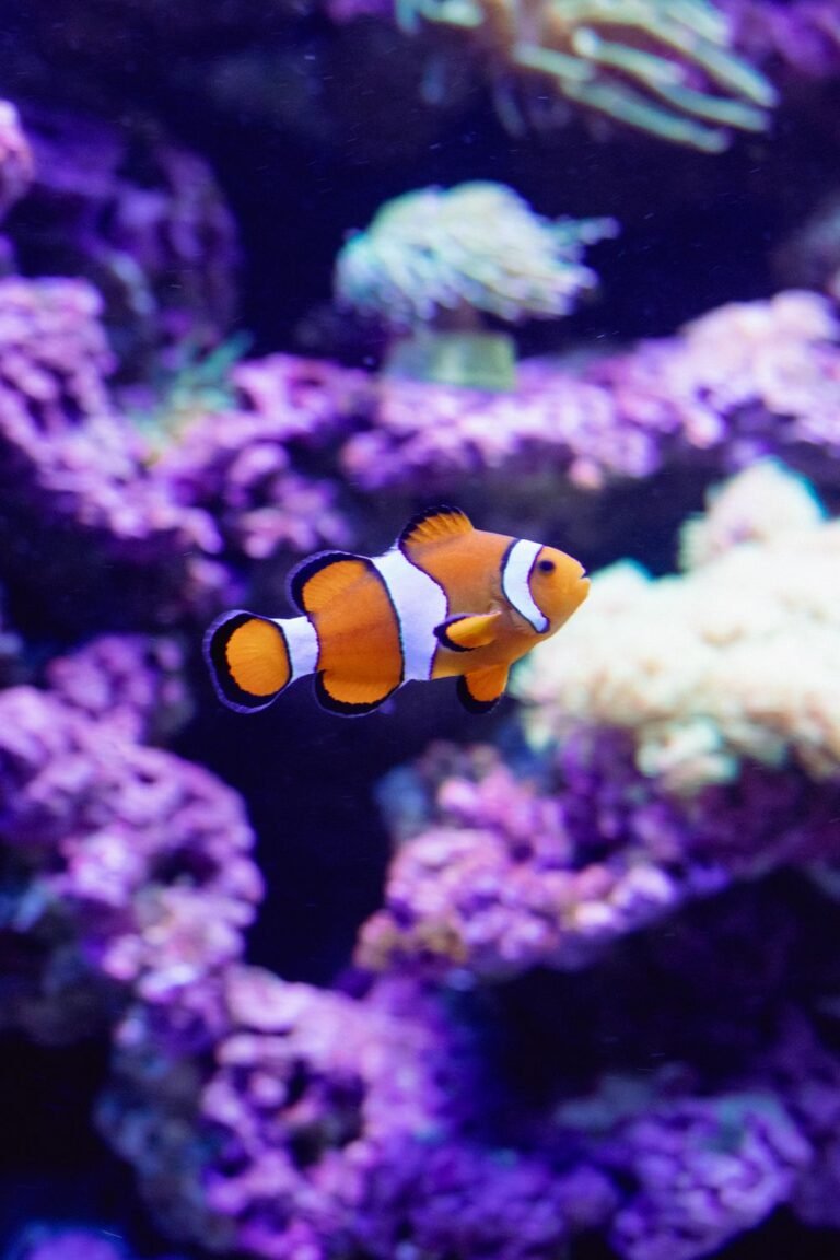 Clownfish swimming among brightly colored corals in an aquarium