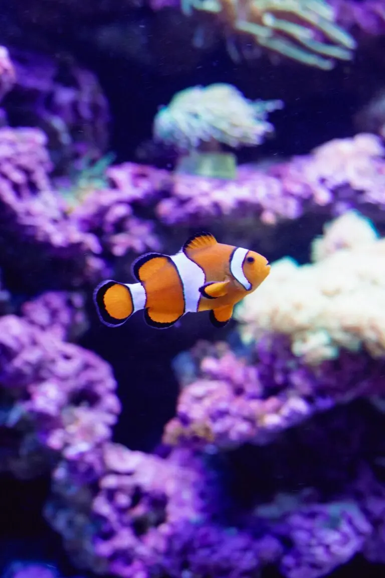 Clownfish swimming among brightly colored corals in an aquarium