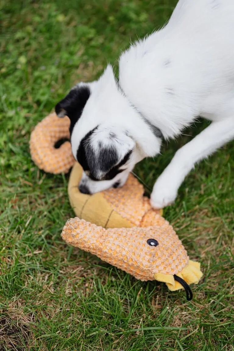 Black and white puppy playing with a stuffed toy on green grass