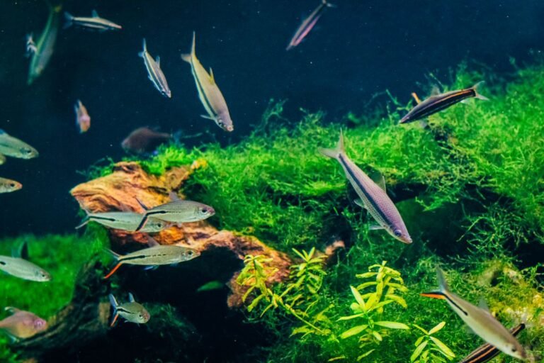 Colourful aquarium with fish and plants