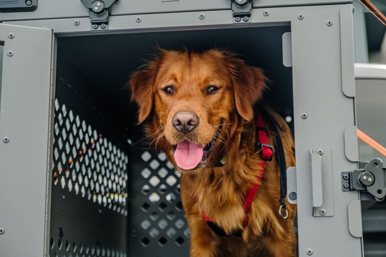 Golden retriever inside a collapsible travel carrier