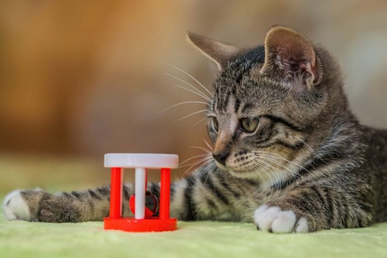 Tabby kitten playing with a toy