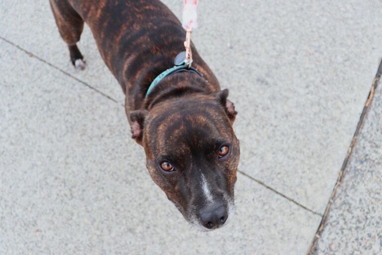 Brown dog on a leash outdoors