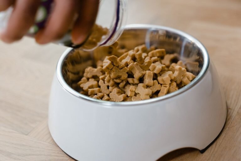 Pouring dry food into a dog bowl