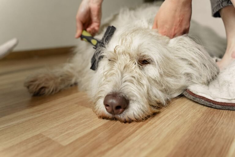 Fluffy white dog being brushed